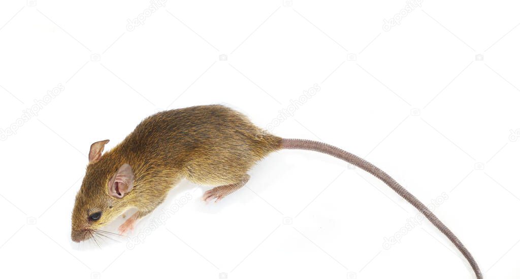 Rat isolate on white background, Mouse is rodents that cause dirt and may be carriers of disease, Mice in view from above