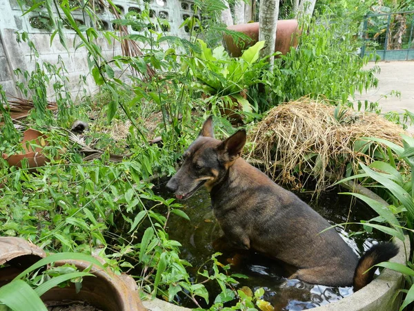 Cão Marrom Escuro Sentado Água Banheira Comportamento Pet Descanso Verão — Fotografia de Stock