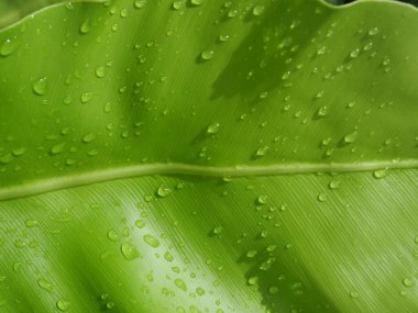 Yakın plan su yeşil yaprağa düşer, parlaklığı ve karanlığı kuş yuvası eğreltiotunun çukurluk yüzeyine, yağmurdan sonra bitkilerin tazeliği