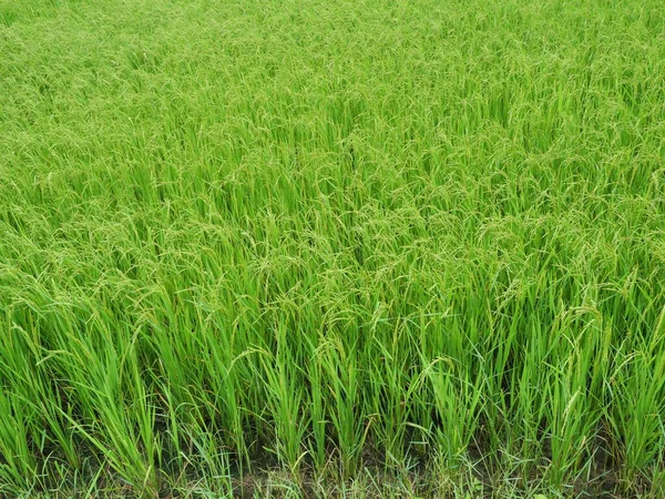 Campo Espigas Arroz Con Cáscara Verde Cultivo Cereales Tropical Grupo — Foto de Stock