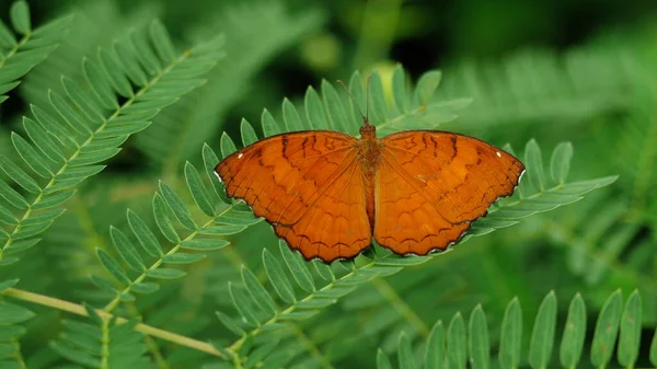 Den Vinklede Castor Sommerfugl Blade Med Naturlig Grøn Baggrund Orange - Stock-foto