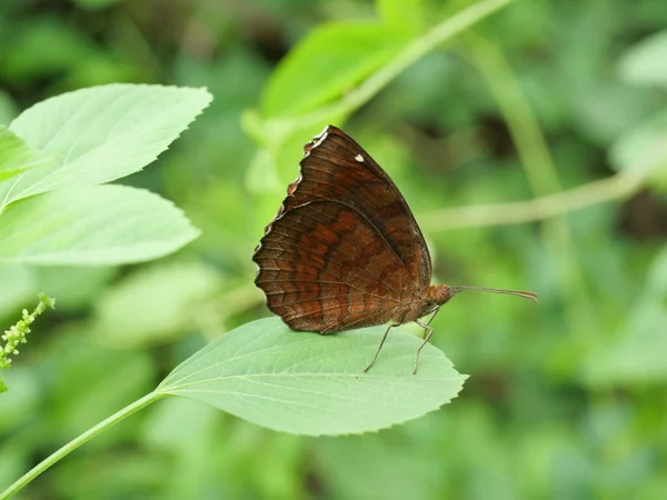 緑に囲まれた葉の上の聖域蝶 熱帯昆虫の羽のオレンジと茶色の縞と白い斑点 — ストック写真