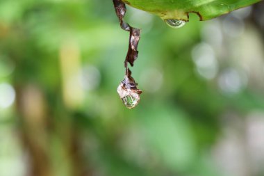 Muz yaprağından dökülen su damlası, doğal yeşil arka planda, yağmur mevsiminin tazeliği. 