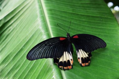 Muz yaprağında Büyük Mormon kelebeği, tropikal böceklerin siyah kanadında beyaz ve turuncu çizgili kırmızı