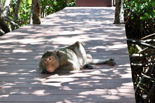 Monyet Berbulu Emas Tidur Jembatan Kayu Hutan Bakau Monyet Ekor — Stok Foto