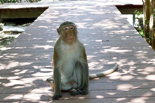 Золота Волохата Мавпа Сидить Мангровому Лісі Довгохвоста Макака Макака Крабами — стокове фото