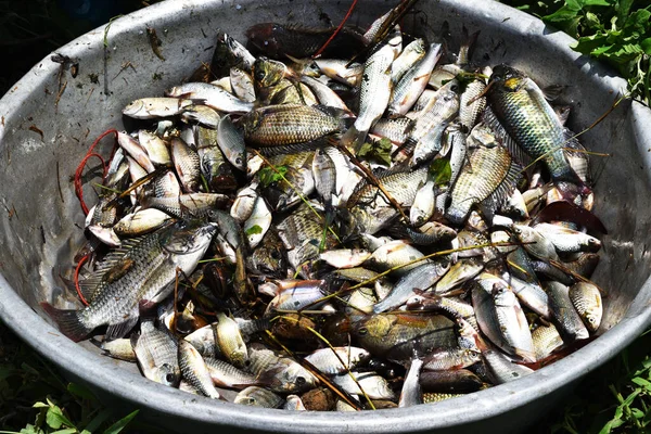 Many Freshwater Fish Basin Fisheries Thailand Java Barb Silver Barb — Stock Photo, Image