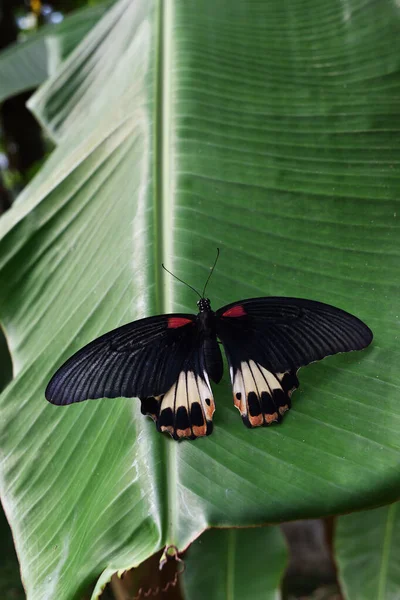 Gran Mariposa Mormona Hoja Plátano Roja Con Franja Color Blanco — Foto de Stock