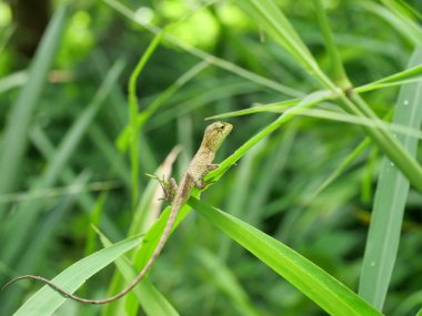 Yakın plan Doğu bahçesi ya da Doğu bahçesi ya da Değişken Kertenkele, Arka planda doğal yeşil yaprakları olan bukalemun, Tayland