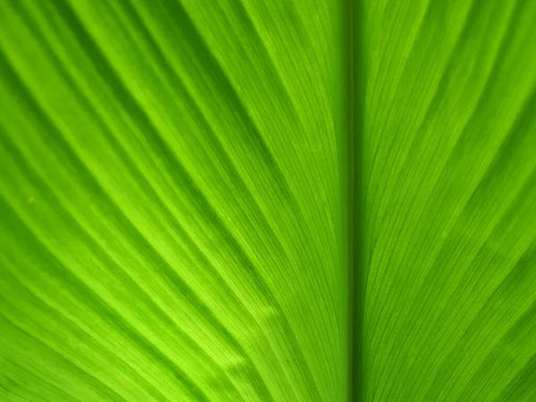 绿叶表面的绿色线条和条纹 自然光照射下明亮的深色背景 — 图库照片