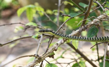 Altın Ağaç Yılanı (Chrysopelea ornata), Tayland 'da tropikal sürüngen vücudunda yeşil ve siyah çizgili bir daldır.