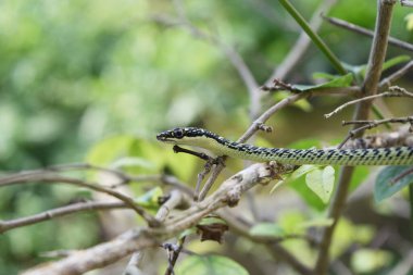 Altın Ağaç Yılanı (Chrysopelea ornata), Tayland 'da tropikal sürüngen vücudunda yeşil ve siyah çizgili bir daldır.