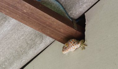 Tokay kertenkelesi çatının altındaki saklanma yerinden çıkar, Gekko kertenkelesinin mavi derisine yayılmış turuncu noktalar, evdeki sürüngen derilerinin büyük başı,