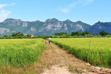 Tohumlu yeşil pirinç tarlası, hasat bölgesinde bayrak uçurtma arka planda dağ ve mavi gökyüzü, Tayland 'da tarım