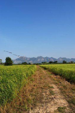 Tohumlu yeşil pirinç tarlası, hasat bölgesinde bayrak uçurtma arka planda dağ ve mavi gökyüzü, Tayland 'da tarım