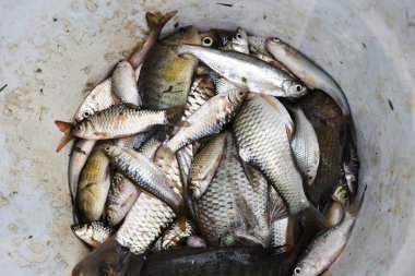 Bir kabın içinde birçok tatlı su balığı, Siyam çamur sazanı veya Henicorhynchus siamensis, Gouramis, Gouramies, Sepat ve TrichopodusTrichopodus