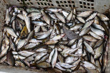 Bir kabın içinde birçok tatlı su balığı, Siyam çamur sazanı veya Henicorhynchus siamensis, Gouramis, Gouramies, Sepat ve TrichopodusTrichopodus