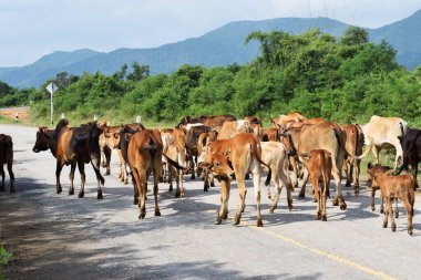 Arka planda yeşil ağaç ve dağ ile yolda yürüyen inek sürüsü yetişkin inek Tayland 'da yürüyordu.