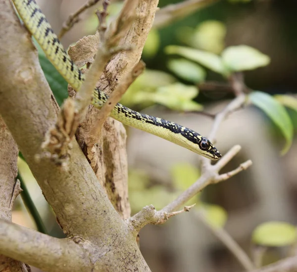 Serpiente Árbol Dorado Chrysopelea Ornata Rama Con Fondo Verde Natural — Foto de Stock