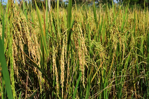 Ähren Einer Gelben Reispflanze Auf Einem Feld Thailand — Stockfoto