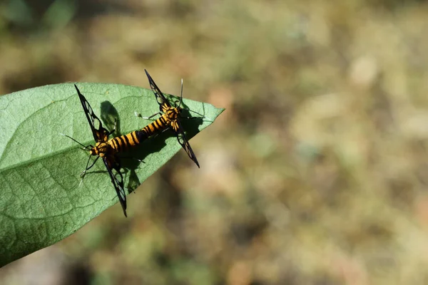 Tygrys Trawa Borer Motyl Syntomoides Imaon Kopulacja Zielonym Liściu Naturalnym — Zdjęcie stockowe