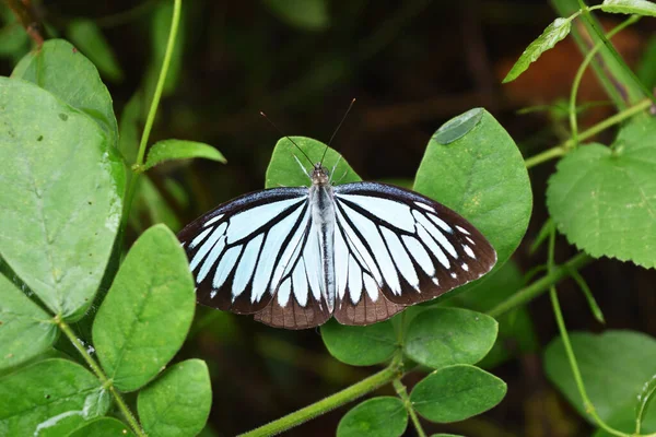 Common Wanderer Motýl Pareronia Valeria Listu Přírodním Zeleným Pozadím Černý — Stock fotografie