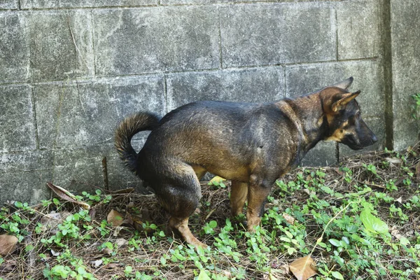 Cão Castanho Escuro Cagando Terra Sujeira Com Parede Cinza Fundo — Fotografia de Stock