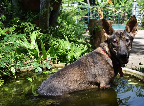 Como Aliviar Calor Animais Estimação Verão Cão Marrom Escuro Ofegante — Fotografia de Stock