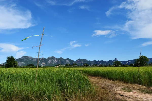 種子の束を持つ緑の田んぼ作物 山と青空を背景に作物エリアのフラッグカイト タイの農業 — ストック写真