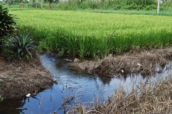 Water Flowing Dirt Land Rice Planting Area Cereal Crop Tropical — Stock Photo, Image