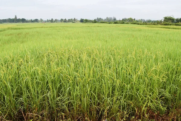 Grüne Reisfelder Mit Samen Anbaufläche Mit Blauem Himmel Hintergrund Landwirtschaft — Stockfoto