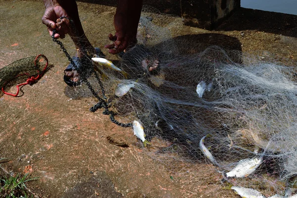 Багато Прісноводних Риб Спійманих Місцевим Інструментом Рибалок Беруть Рибу Рибальських — стокове фото