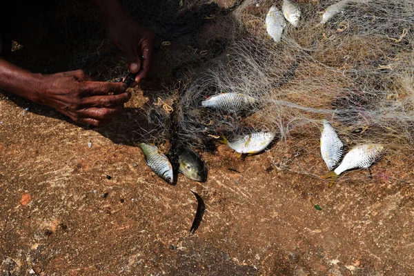 Many Freshwater Fishes Caught Local Tool Fisherman Hands Take Fish — Stock Photo, Image