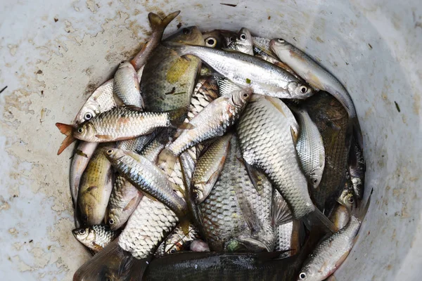 Many Freshwater Fish Container Siamese Mud Carp Henicorhynchus Siamensis Gouramis — Stock Photo, Image