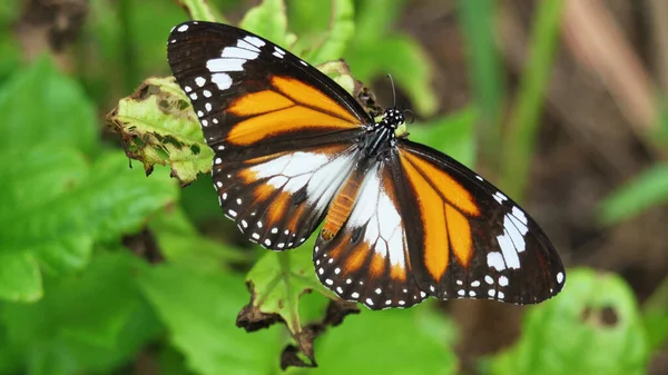 Sort Veined Tiger Sommerfugl Grønt Blad Træ Plante Skov Mønstret - Stock-foto