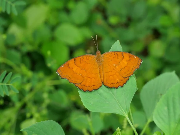 Den Angled Castor Butterfly Blad Med Naturlig Grön Bakgrund Orange — Stockfoto