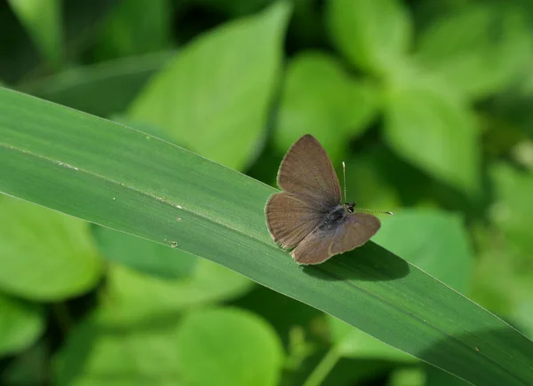 Línea Tailless Mariposa Azul Sobre Hoja Con Fondo Verde Natural —  Fotos de Stock