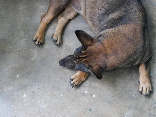 Cão Marrom Escuro Agachado Dormindo Chão Concreto Cor Cinza Comportamento — Fotografia de Stock