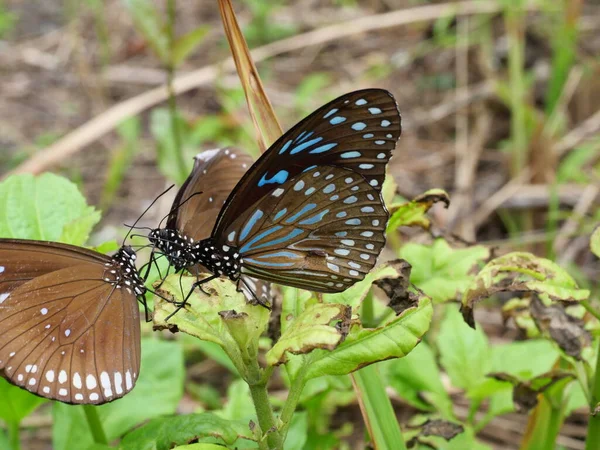 Cuervo Azul Marca Larga Con Mariposa Tigre Azul Pálido Hoja — Foto de Stock