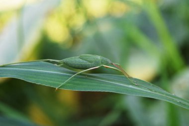 Çim yaprağı üzerinde (Pseudophyllinae) çekirge, yeşil yapraklar şeklinde tropikal böcek, çevreyle fiziksel olarak harmanlanan hayvanlar.