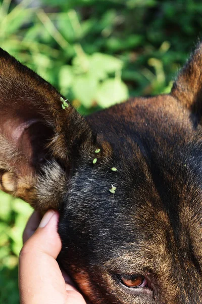 Pequenas Sementes Plantas Verdes Cabeça Orelhas Cão Distribuição Plantas Pelo — Fotografia de Stock