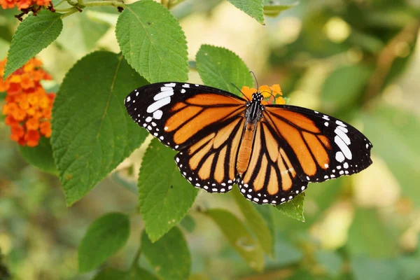 Tigre Comum Danaus Genutia Borboleta Procurando Néctar Flor Lantana Indiana — Fotografia de Stock