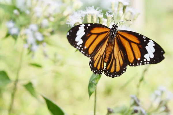 Common Tiger Danaus Genutia Farfalla Cerca Nettare Sul Cespuglio Amaro — Foto Stock