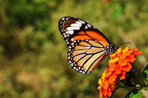 Обыкновенный Тигр Danaus Genutia Бабочка Ищет Нектар Цветке Вест Индской — стоковое фото