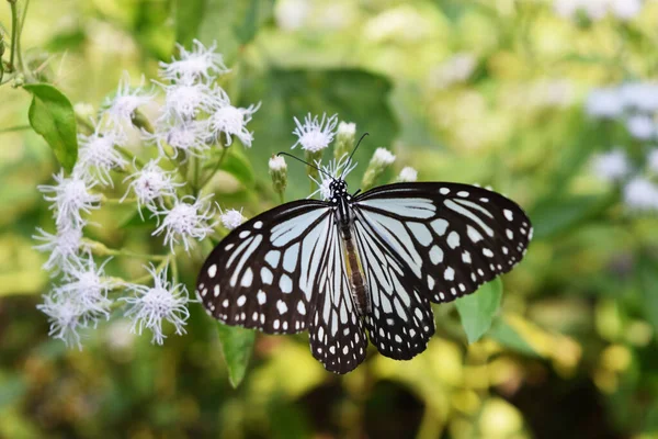 Tigre Vidrioso Oscuro Parantica Agleoides Mariposa Que Busca Néctar Arbusto — Foto de Stock