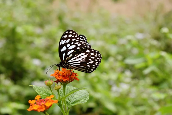 Gewone Glazige Tijger Vlinder Zoek Naar Nectar Oranje Kleur Bloem — Stockfoto