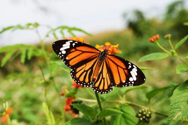 Common Tiger Danaus Genutia Butterfly Seeking Nectar West Indian Lantana — Stock Photo, Image