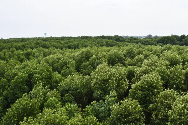 Flygfoto Över Mangrove Skogspark Thailand Gröna Buskar Ett Stort Område — Stockfoto