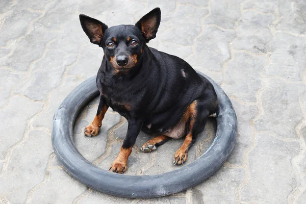 Miniatura Pinscher Cão Está Sentado Área Círculo Pneu Velho Pequena — Fotografia de Stock