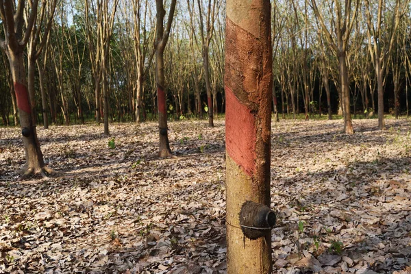 Tronco Árvore Que Foi Revestido Com Produtos Químicos Marrons Para — Fotografia de Stock